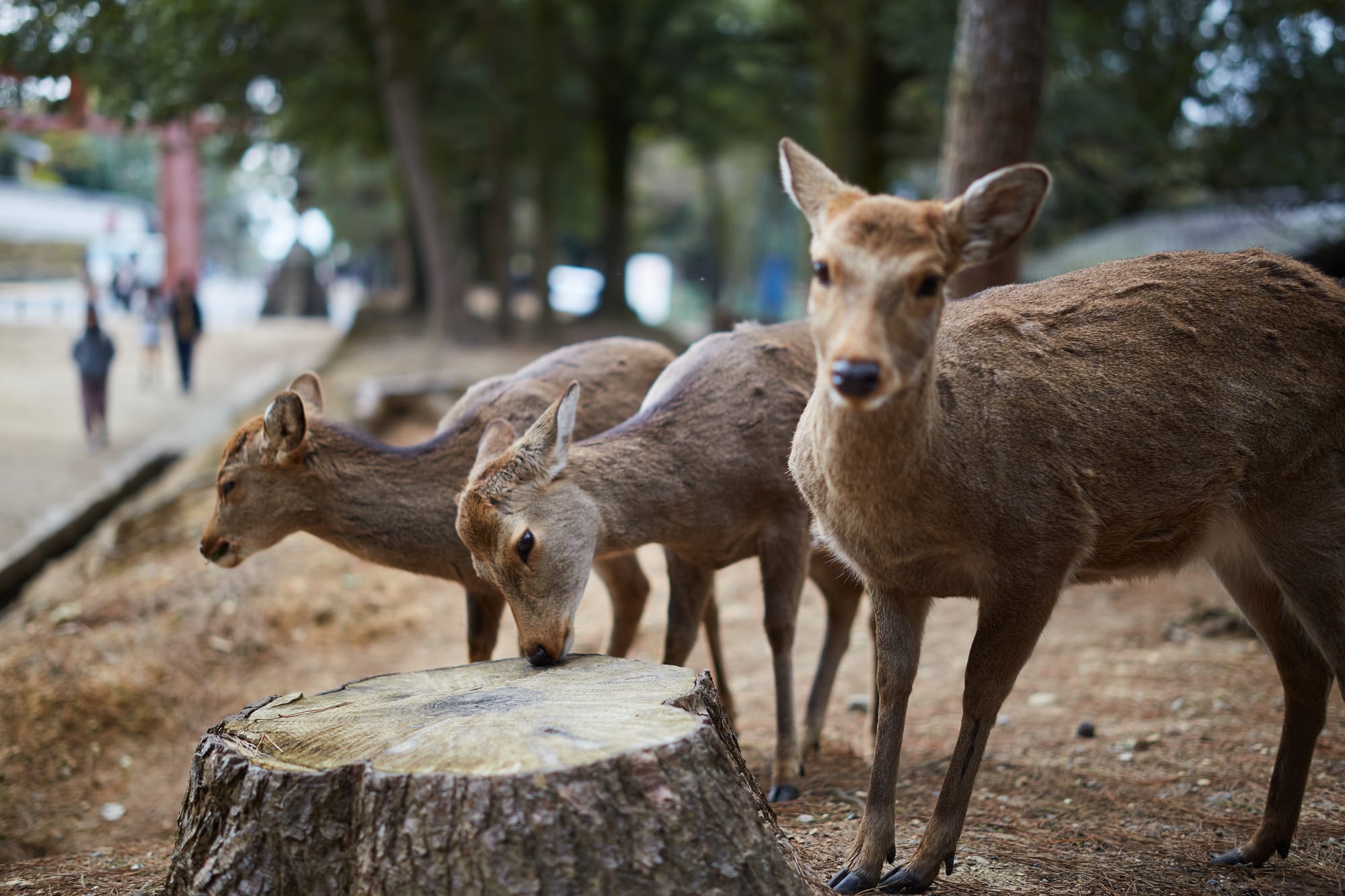 Visiting Uji & Nara, Japan - Travel Guide And Things To Do