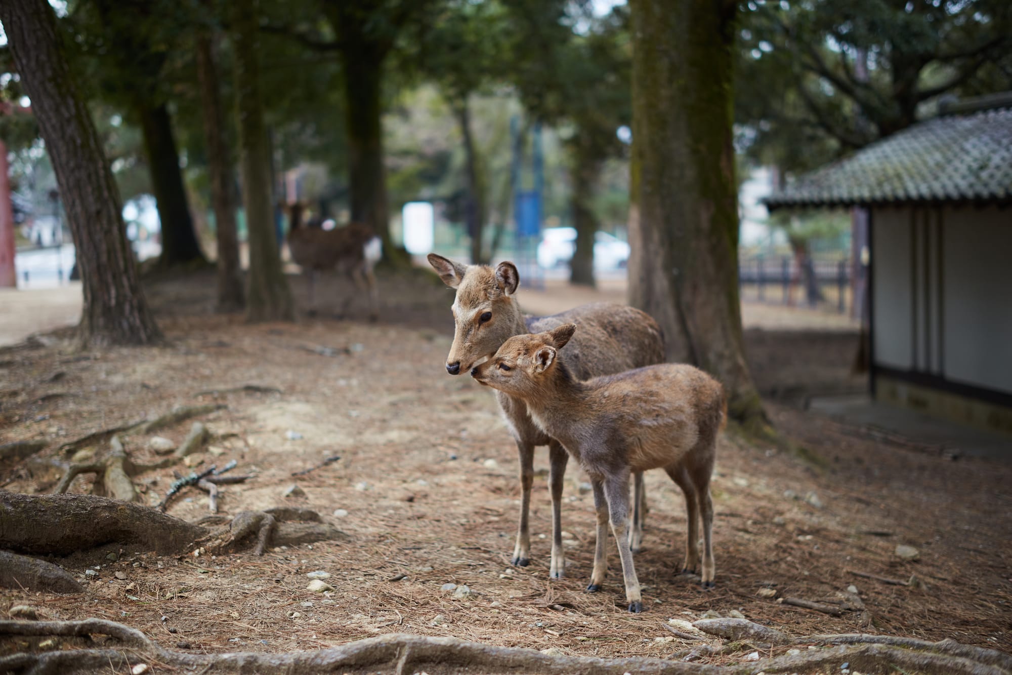 Visiting Uji & Nara, Japan - Travel Guide And Things To Do