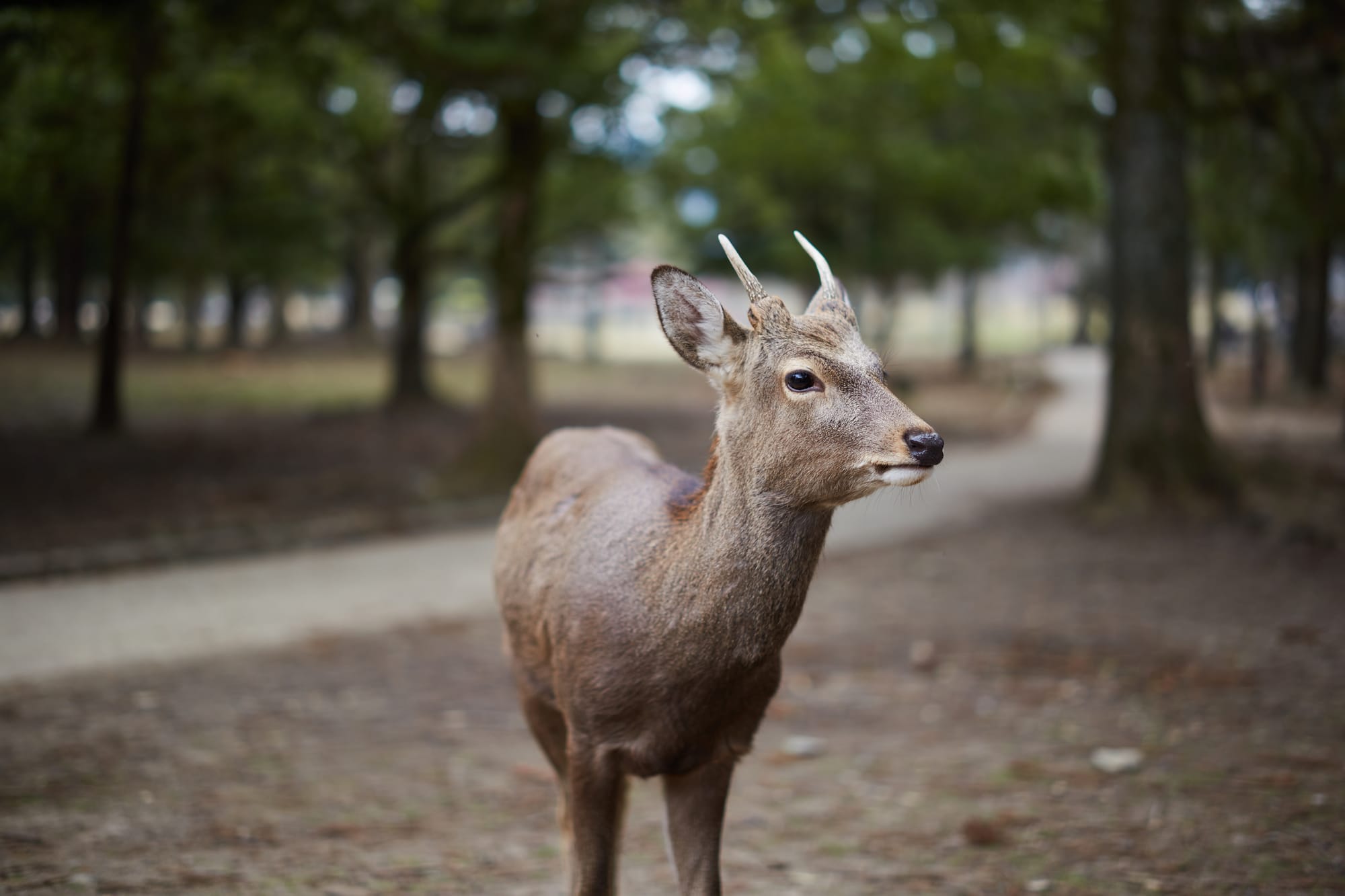 Visiting Uji & Nara, Japan - Travel Guide And Things To Do