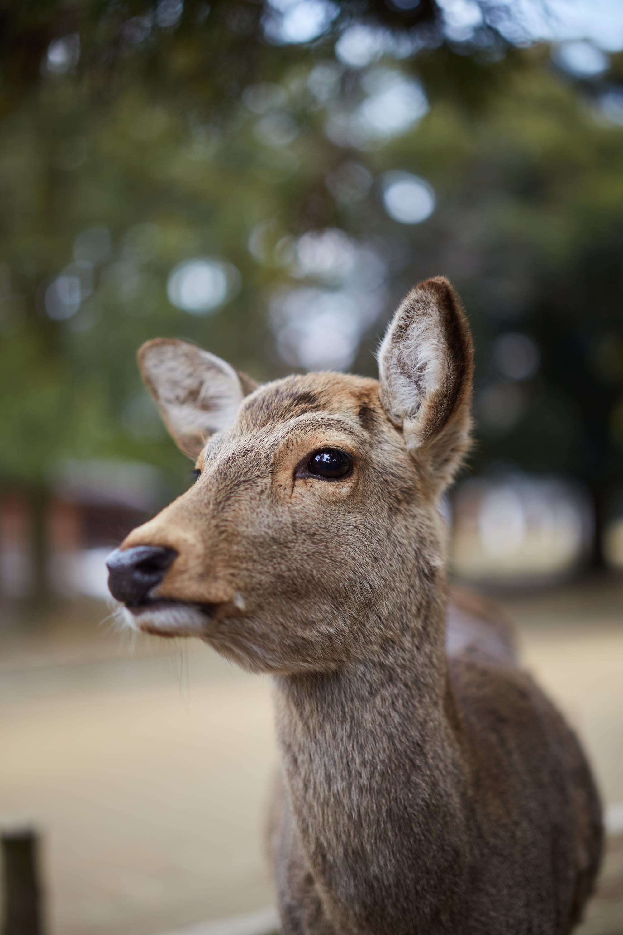 Visiting Uji & Nara, Japan - Travel Guide And Things To Do