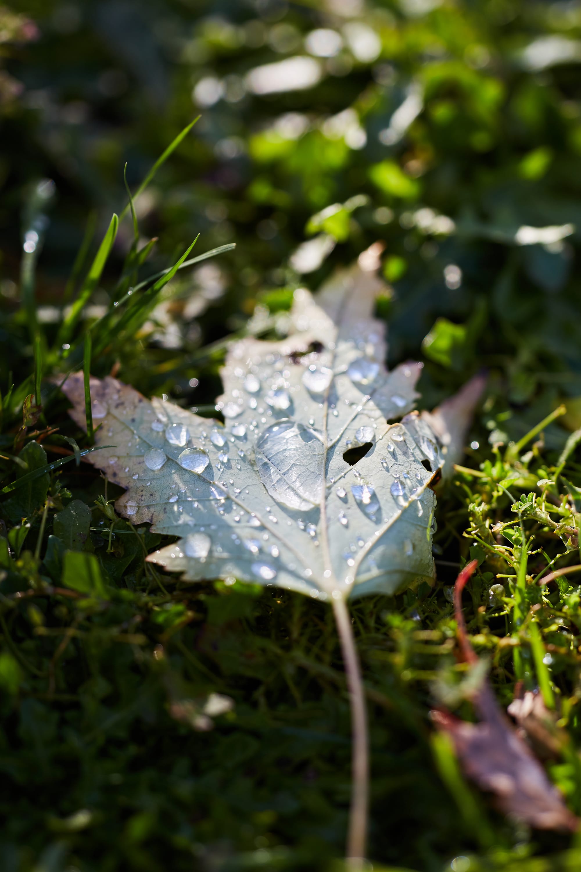 A Review Of The TTArtisan 100mm f/2.8 Macro 2X Lens