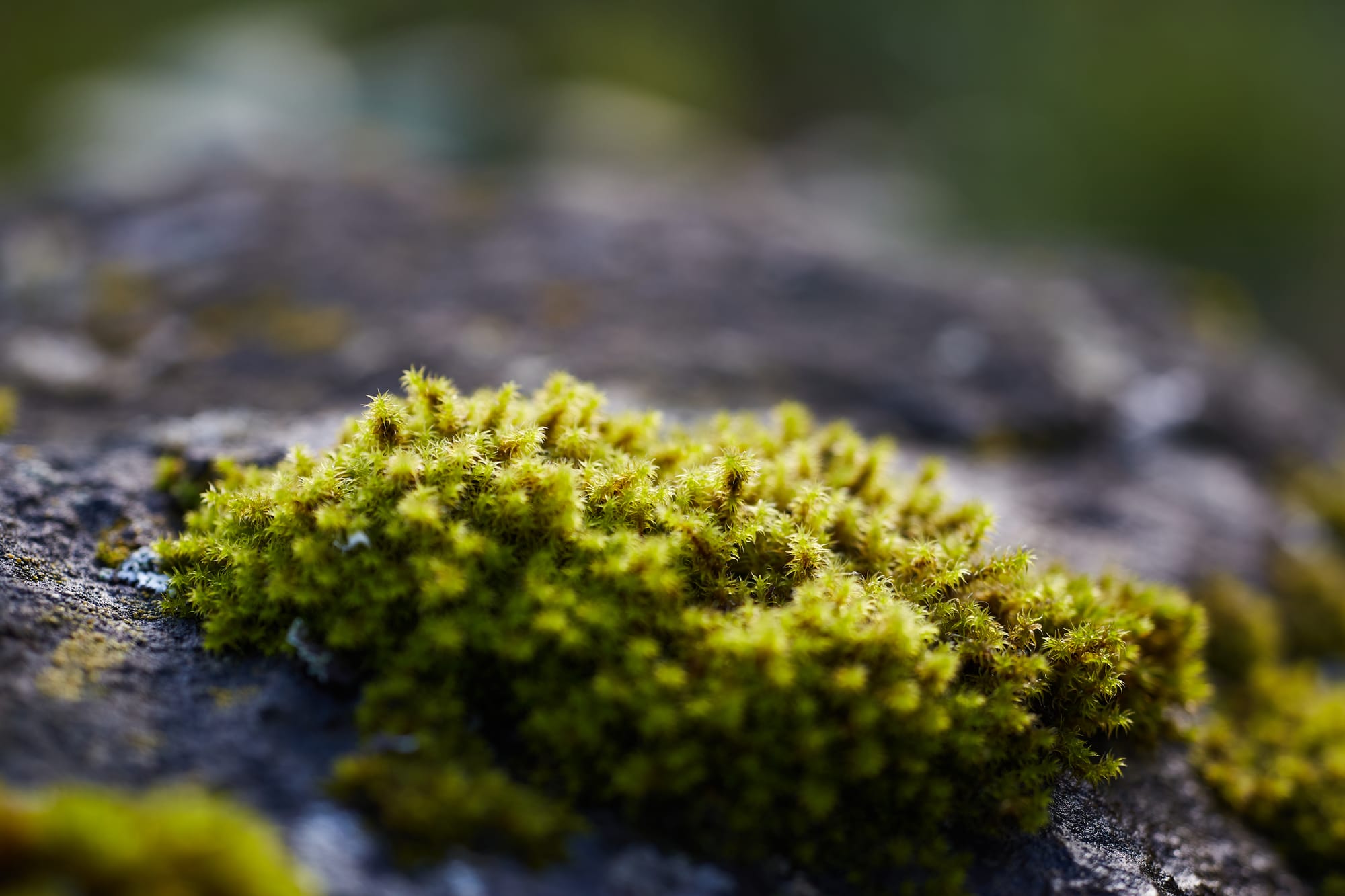 A Review Of The TTArtisan 100mm f/2.8 Macro 2X Lens