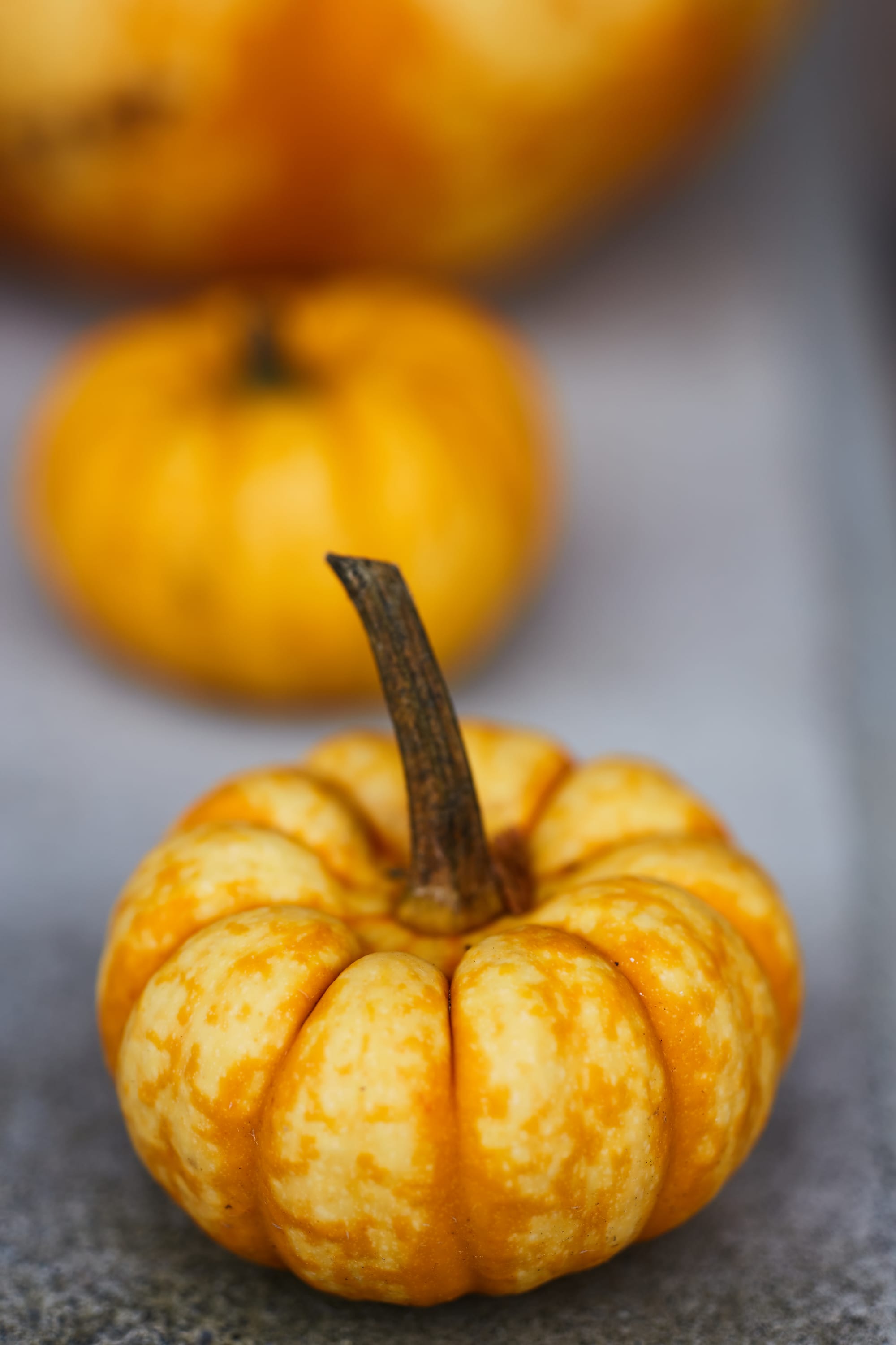 A Review Of The TTArtisan 100mm f/2.8 Macro 2X Lens