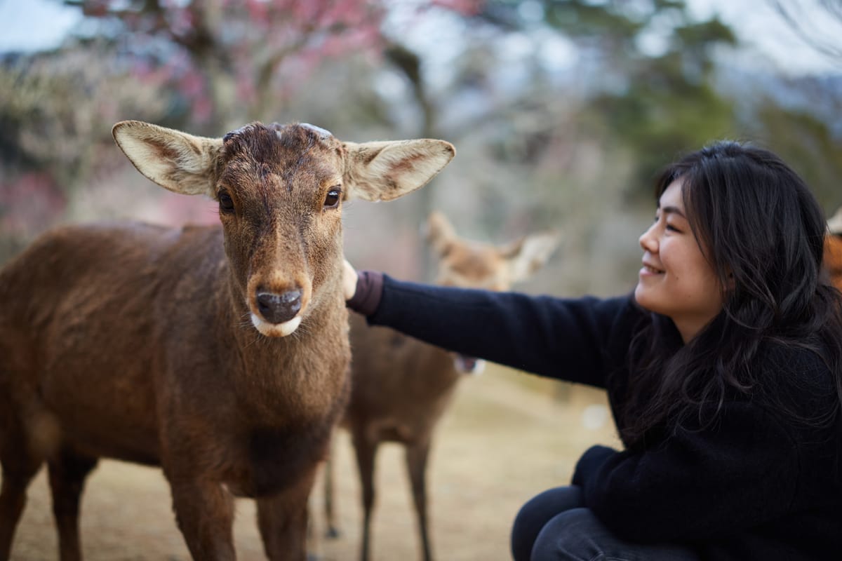 Visiting Uji & Nara, Japan - Travel Guide And Things To Do